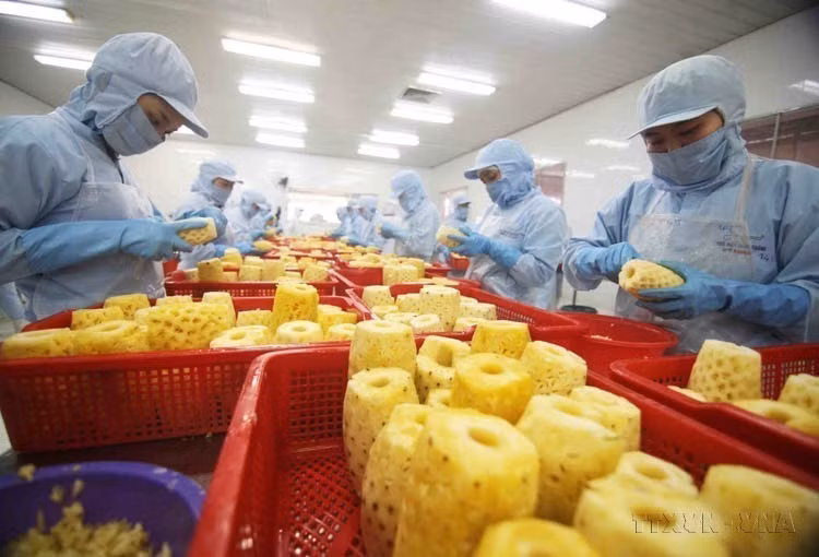 Vietnam exports rice, seafood, fruits and vegetables, tea, pepper, cashew nuts, wood and wood products, and rubber to Lithuania. (Photo: VNA). In photo: Canned pineapple being processed at the factory of An Giang Agricultural Products Import-Export Joint Stock Company.