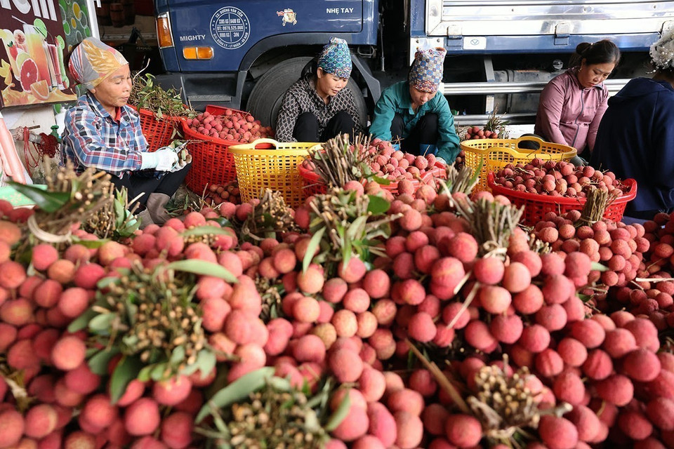 Sorting, packing lychees for exports at a household business in Kim Street, Luc Ngan district, Bac Giang province. (Photo: VNA)