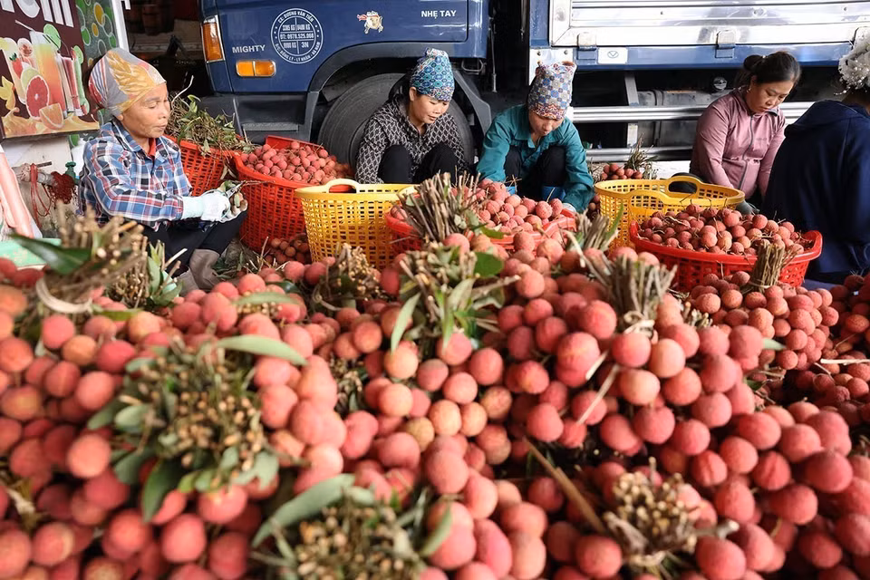 Sorting, packing lychees for exports at a household business in Kim Street, Luc Ngan district, Bac Giang province. (Photo: VNA)