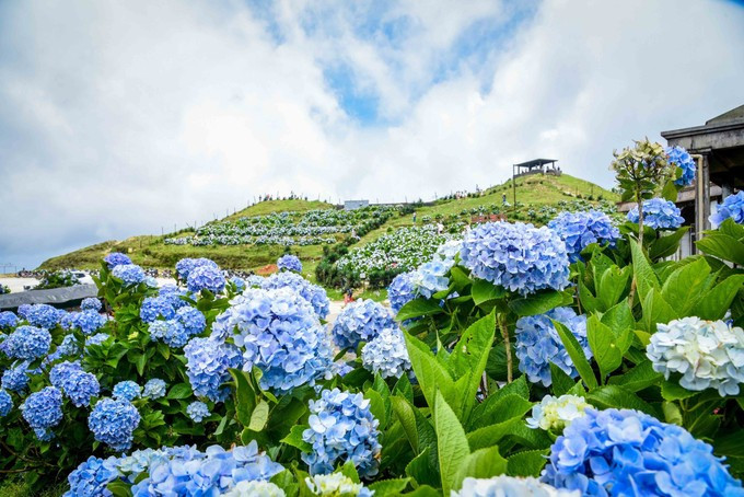 The elegant and vibrant colors of hydrangeas on Mau Son Mountain (Photo: VNA)