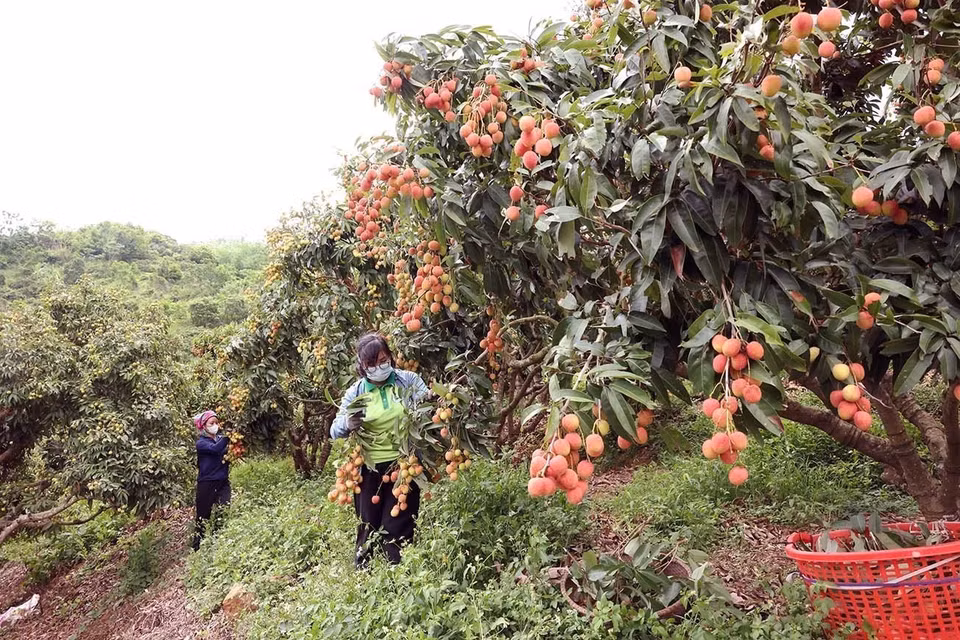 Peak lychee harvest season at a household farm certified under VietGAP standards of Luc Ngan Xanh Cooperative, Luc Ngan district, Bac Giang province. (Photo: VNA)