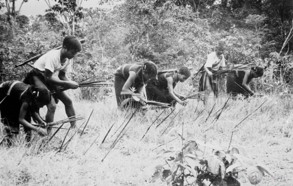 Dak Lak guerrillas (District 6, Gia Lai) plant spikes to prevent enemy attacks and occupation (1975). (Photo: VNA)