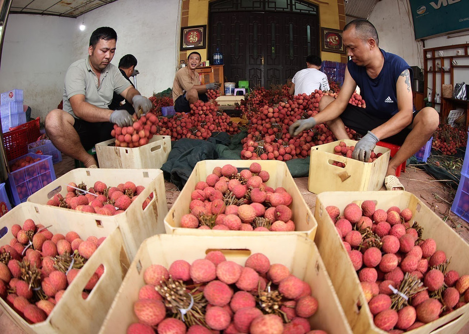 Packing, preserving lychees for exports at a household business in Kim Street, Luc Ngan district, Bac Giang province. (Photo: VNA)