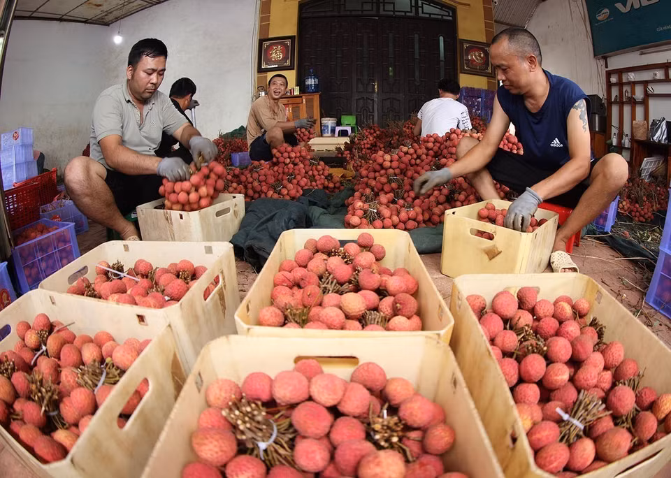 Packing, preserving lychees for exports at a household business in Kim Street, Luc Ngan district, Bac Giang province. (Photo: VNA)