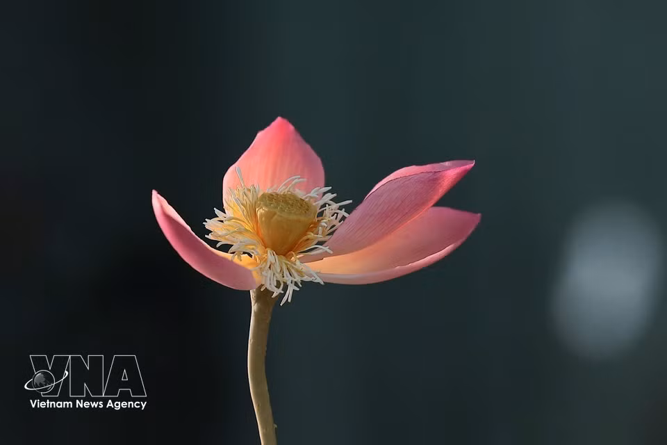 A completed lotus flower is made from traditional tò he ingredients, including ordinary rice flour and glutinous rice flour. (Photo: Pham Tuan Anh/VNA)