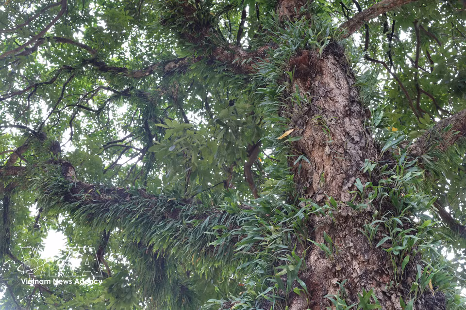 Each old tree trunk is a “vertical forest” in its own right, supporting mosses, lichens, wild orchids and ferns that flourish through the plateau’s rainy seasons and have become part of Buon Ma Thuot’s unique urban identity. (Photo: Kha Pham/VNA)