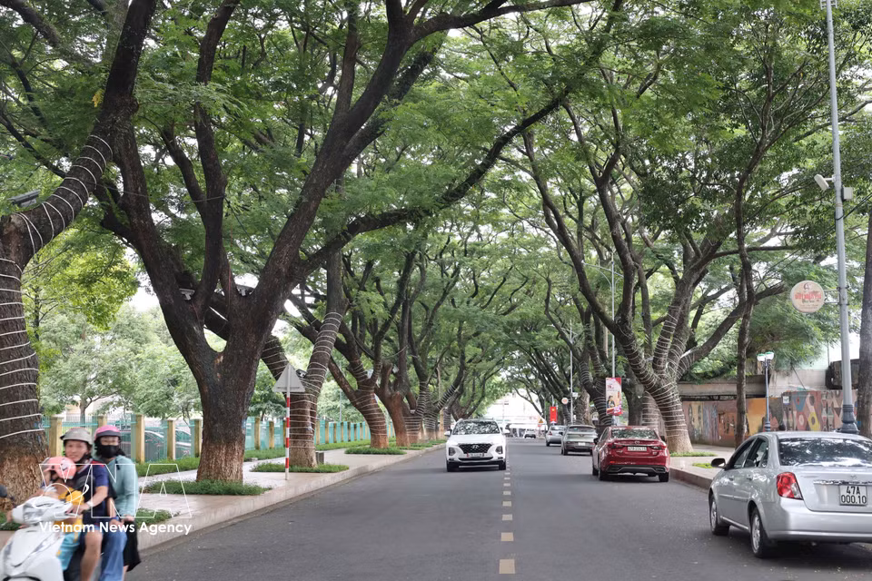 Ancient trees form a lush canopy over the streets of Buon Ma Thuot. (Photo: Kha Pham/VNA)