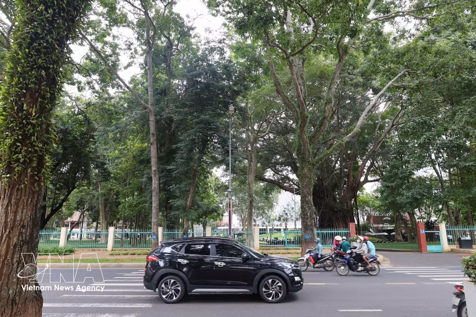 Ancient trees create pockets of “forest within the city”, blending with buildings featuring elements inspired by the traditional stilt houses and longhouses of the Central Highlands to give Buon Ma Thuot its distinctive urban character. (Photo: Kha Pham/VNA)