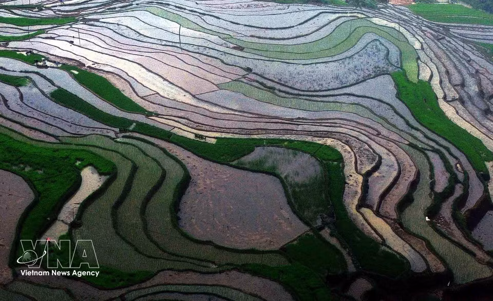 Muong La commune in Son La province has around 360 hectares of rice paddies. Terraced rice cultivation is a traditional farming practice of the area's ethnic communities. (Photo: Quang Quyet/VNA)