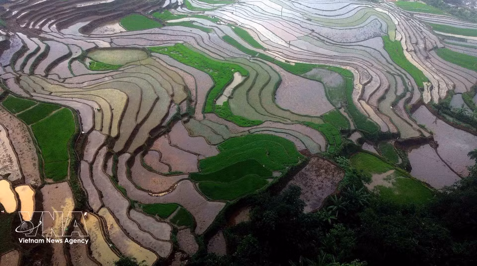 During the rice transplanting season, lush green rice seedlings spread across the water-filled terraces, creating a tranquil and picturesque landscape amid the mountains of Vietnam's northwestern region. (Photo: Quang Quyet/VNA)