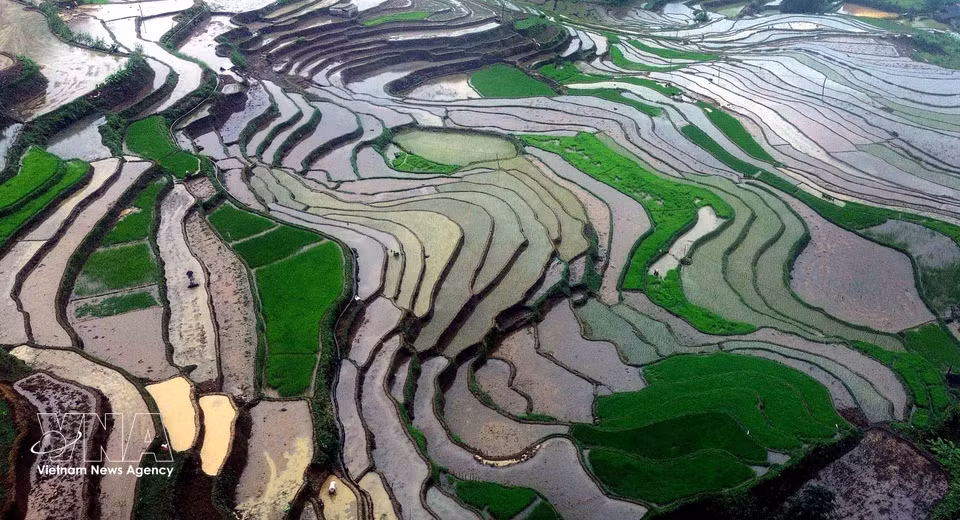 Terraced rice fields in Muong La commune, Son La province, during the water-filling season when farmers flood the terraced fields in preparation for rice planting. (Photo: Quang Quyet/VNA)