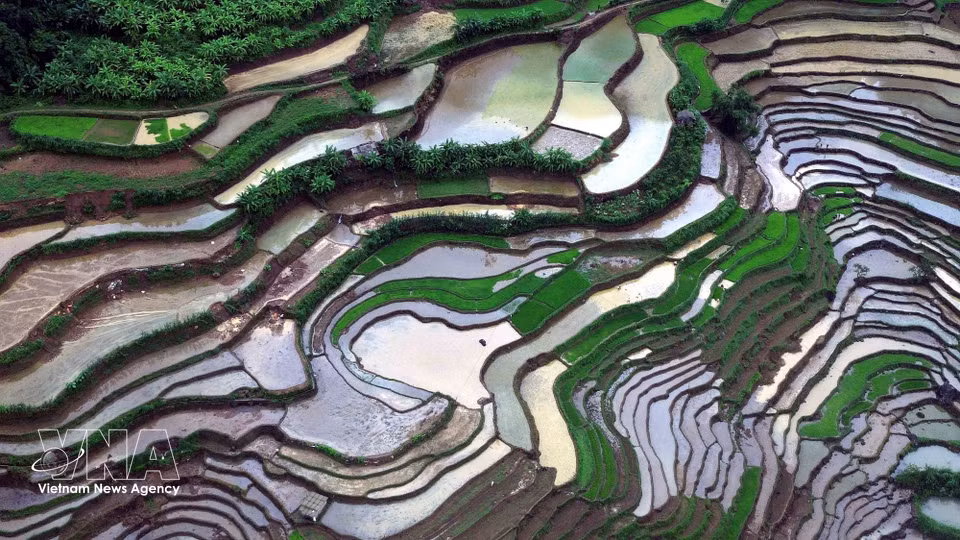 Muong La commune in Son La province has around 360 hectares of rice paddies. Terraced rice cultivation is a traditional farming practice of the area's ethnic communities. (Photo: Quang Quyet/VNA)