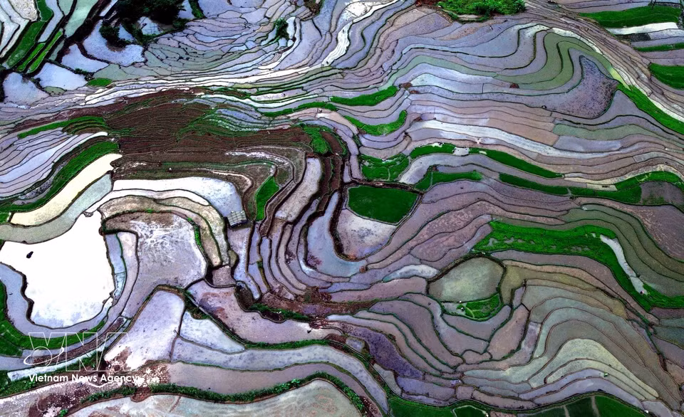 During the rice transplanting season, lush green rice seedlings spread across the water-filled terraces, creating a tranquil and picturesque landscape amid the mountains of Vietnam's northwestern region. (Photo: Quang Quyet/VNA)