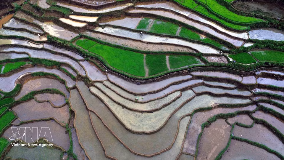 Terraced rice fields in Muong La commune, Son La province, during the water-filling season when farmers flood the terraced fields in preparation for rice planting. (Photo: Quang Quyet/VNA)