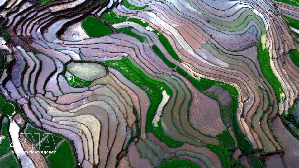 Terraced rice fields in Muong La commune, Son La province, during the water-filling season when farmers flood the terraced fields in preparation for rice planting. (Photo: Quang Quyet/VNA)