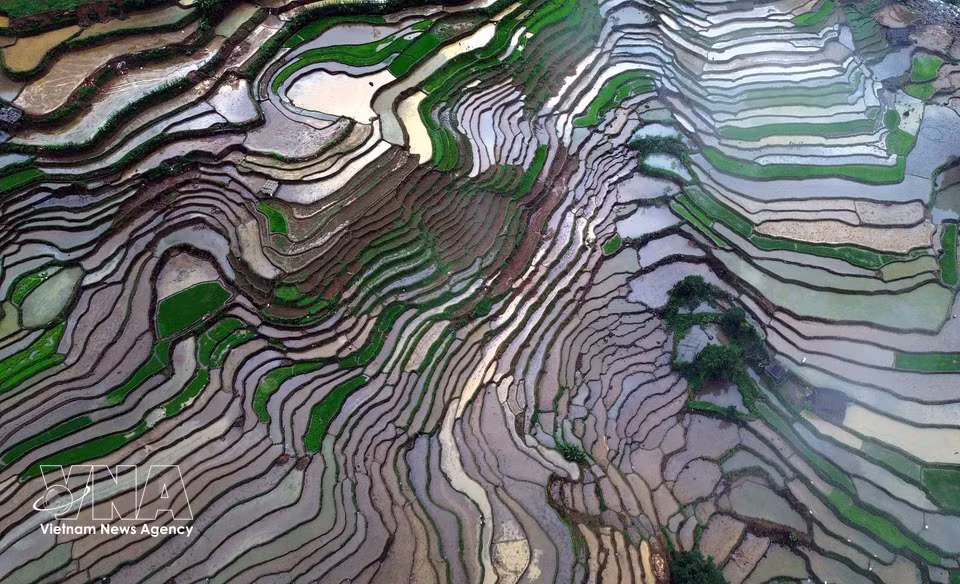 Terraced rice fields in Muong La commune, Son La province, during the water-filling season when farmers flood the terraced fields in preparation for rice planting. (Photo: Quang Quyet/VNA)