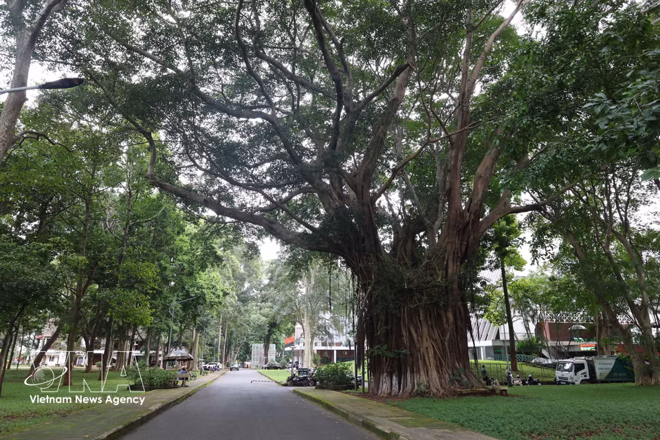 An ancient banyan tree stands in the grounds of the Dak Lak Museum. (Photo: Kha Pham/VNA)