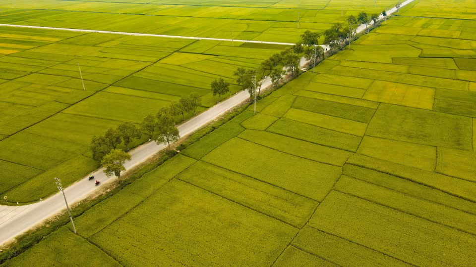 National Highway No 279 runs through the Muong Thanh rice field. (Photo: VNA)