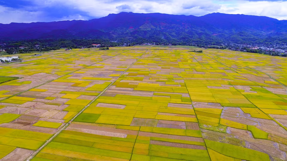 During the harvest, viewed from above, the Muong Thanh rice field appears as a vibrant palette of different hues. (Photo: VNA)