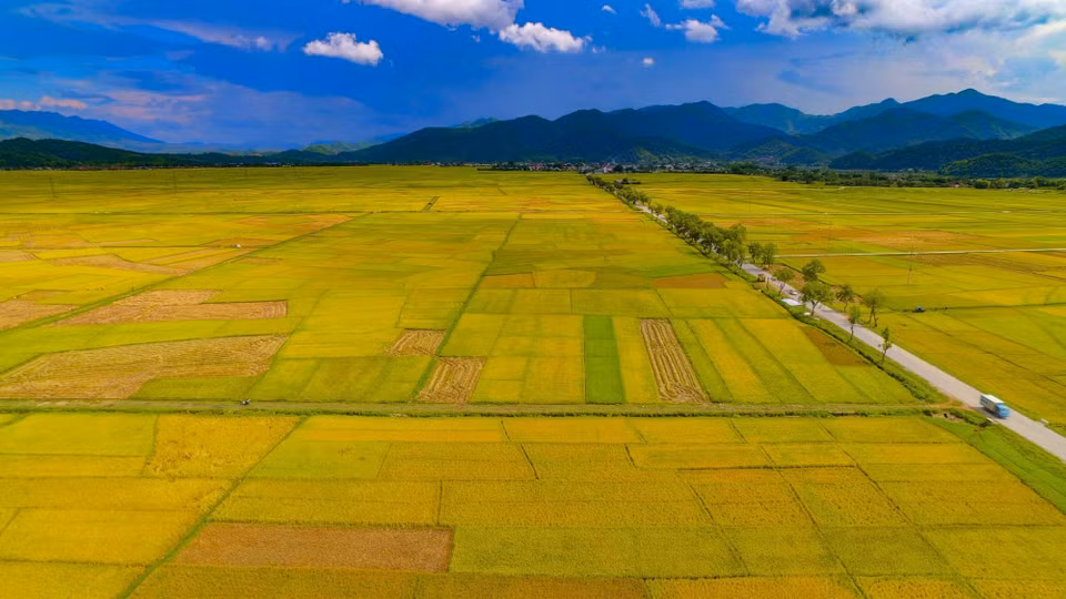 The golden rice harvest in the Muong Thanh rice field. (Photo: VNA)