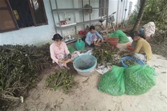 People collect young areca nuts in Ben Tre province (Photo: VNA)