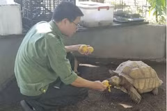 Staff from the station feed a turtle which was rescued from a trap.(Photo plo.vn)