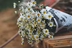 Daisies brighten up Hanoi’s streets 
