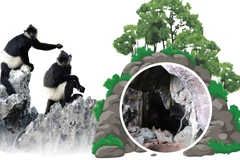 Cuc Phuong crowned Asia’s top national park for 5 consecutive years