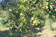 Central region expanding organic farming