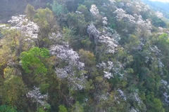 Gorgeous orchids in full bloom in Son La province