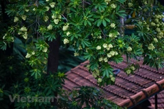 Autumn blankets Hanoi’s streets with fragrance of white milk flowers
