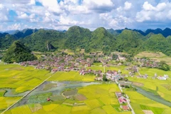 Paddy fields cast golden glow over Bac Son Valley