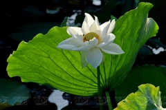 White lotuses adds charm to Hue imperial citadel