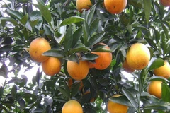 First batch of Cao Phong oranges shipped to UK