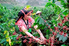 Son La festival promoting coffee production
