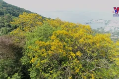 Yellow blossoms brightening Son Tra Peninsula
