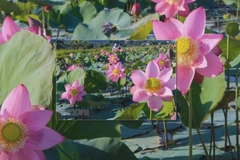 Lotuses show off their beauty in Da Nang