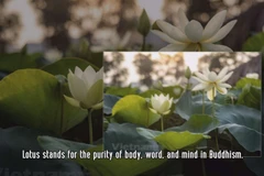 Lotus flowers blooming in Hanoi amid sweltering summer