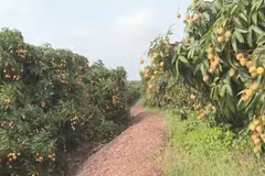 Bac Giang lychee safe from COVID-19
