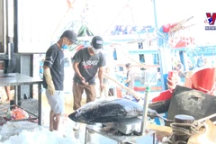Fishermen in Khanh Hoa net bumper tuna catch