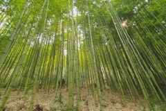 Bamboo diplomacy - A legacy of Vietnam