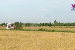 Trademark Vietnam Rice protected in 22 foreign countries