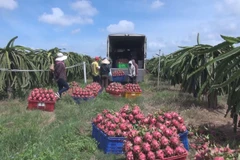 Agro-forestry-fishery exports reach new high amid pandemic