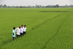 Long An eyes 60,000 hectares of high-tech rice cultivation