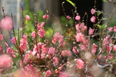 Hanoi to open over 90 spring flower markets ahead of Tet