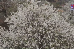 Ethnic minority festival impresses visitors