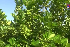 Two more Vietnamese fruits receive green light to enter New Zealand
