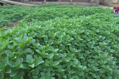 Lai Chau developing cultivation area for medicinal crops