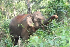 Elephants in the Central Highlands region (Photo: VietnamPlus). ​