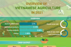 (Interactive) Overview of Vietnamese agriculture in 2021